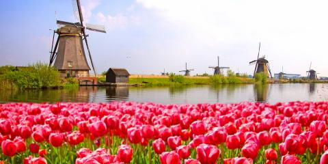 Titelbild für Tulpenblüte in Holland